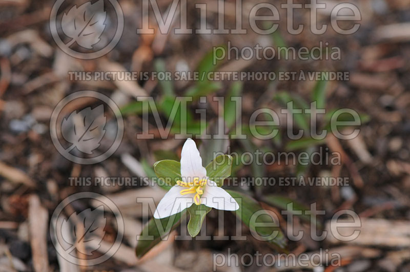 Trillium pusillum (Little Trillium Least Trillium  Dwarf Wakerobin) 1 