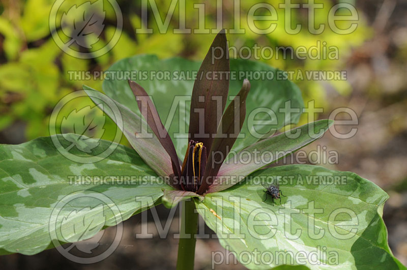 Trillium sessile (Red Trillium) 1 