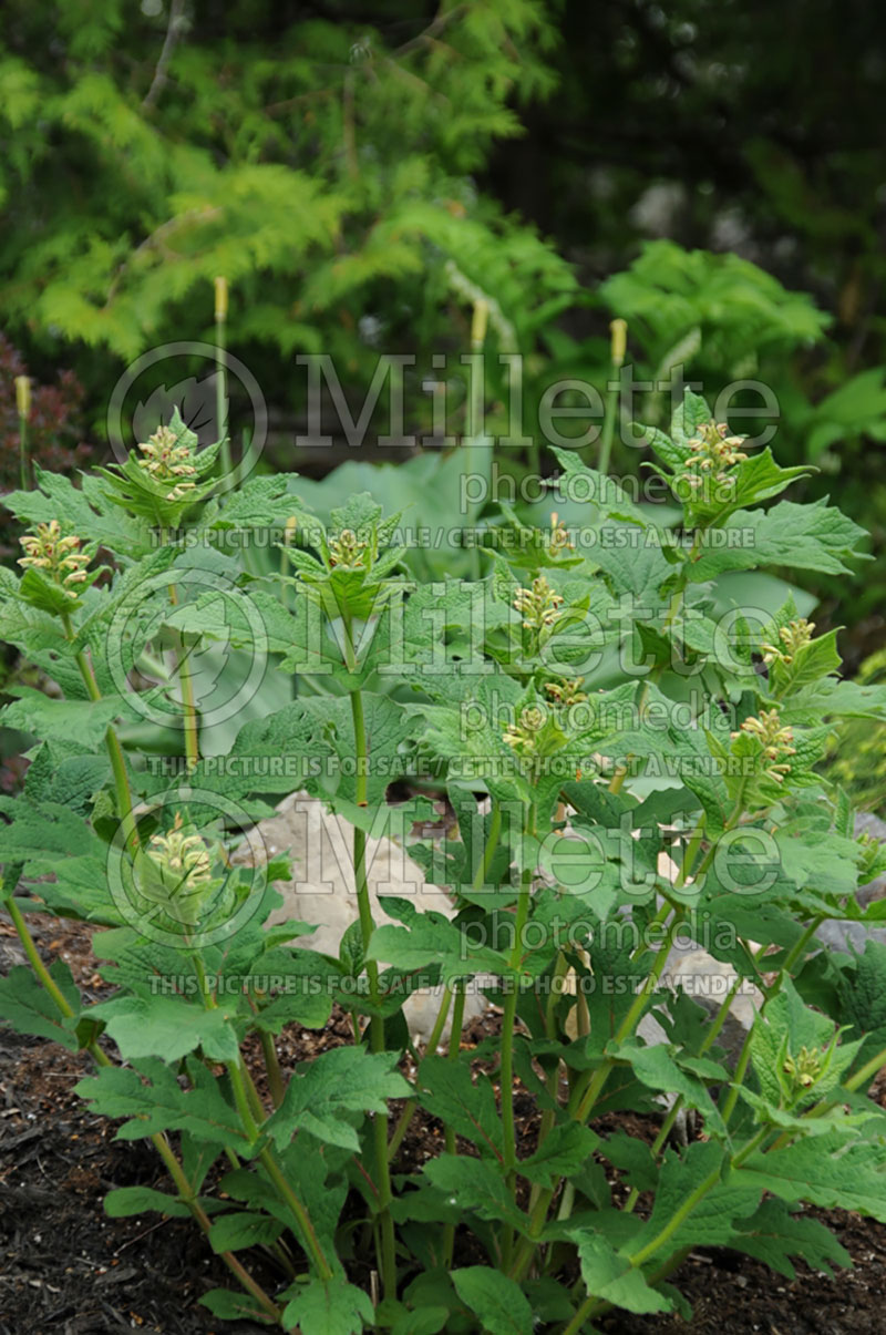 Triosteum pinnatifidum (Horse Gentian, White Feverwort) 2  