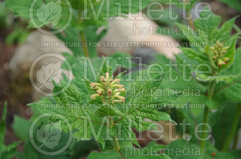 Triosteum pinnatifidum (Horse Gentian, White Feverwort) 1  