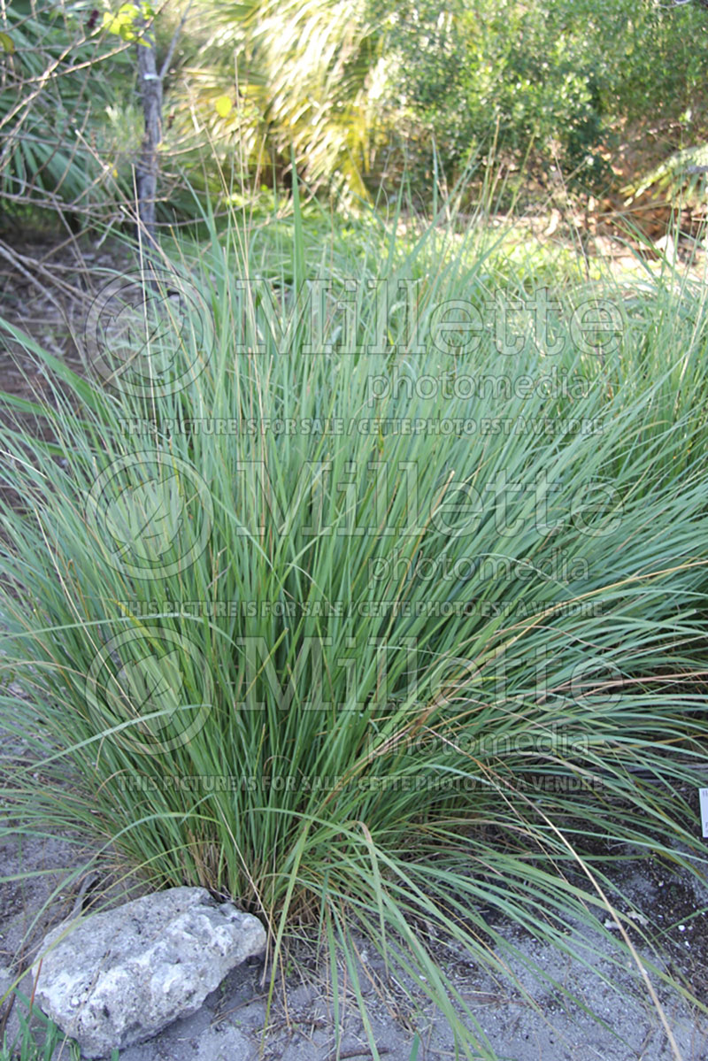 Tripsacum floridanum (Florida gamagrass) 1