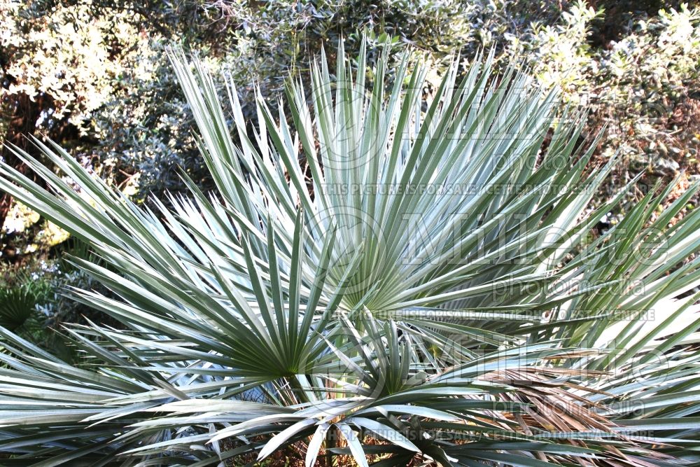 Trithrinax campestris (Caranday palm) 2 