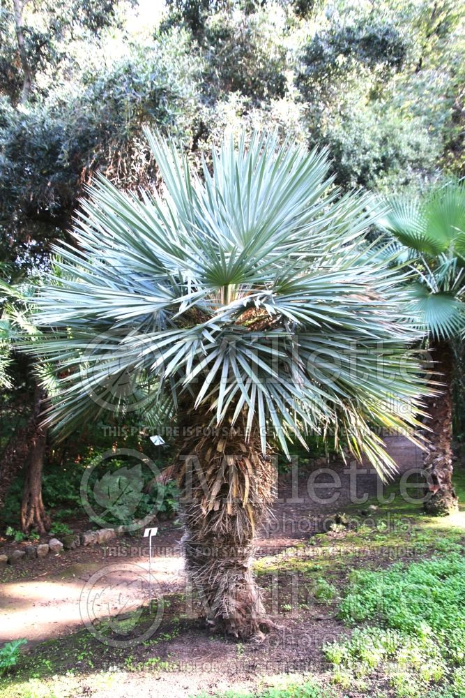 Trithrinax campestris (Caranday palm) 3 