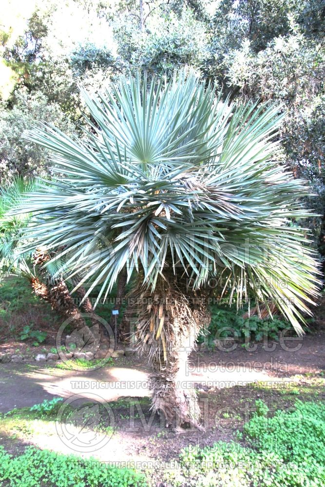 Trithrinax campestris (Caranday palm) 1 