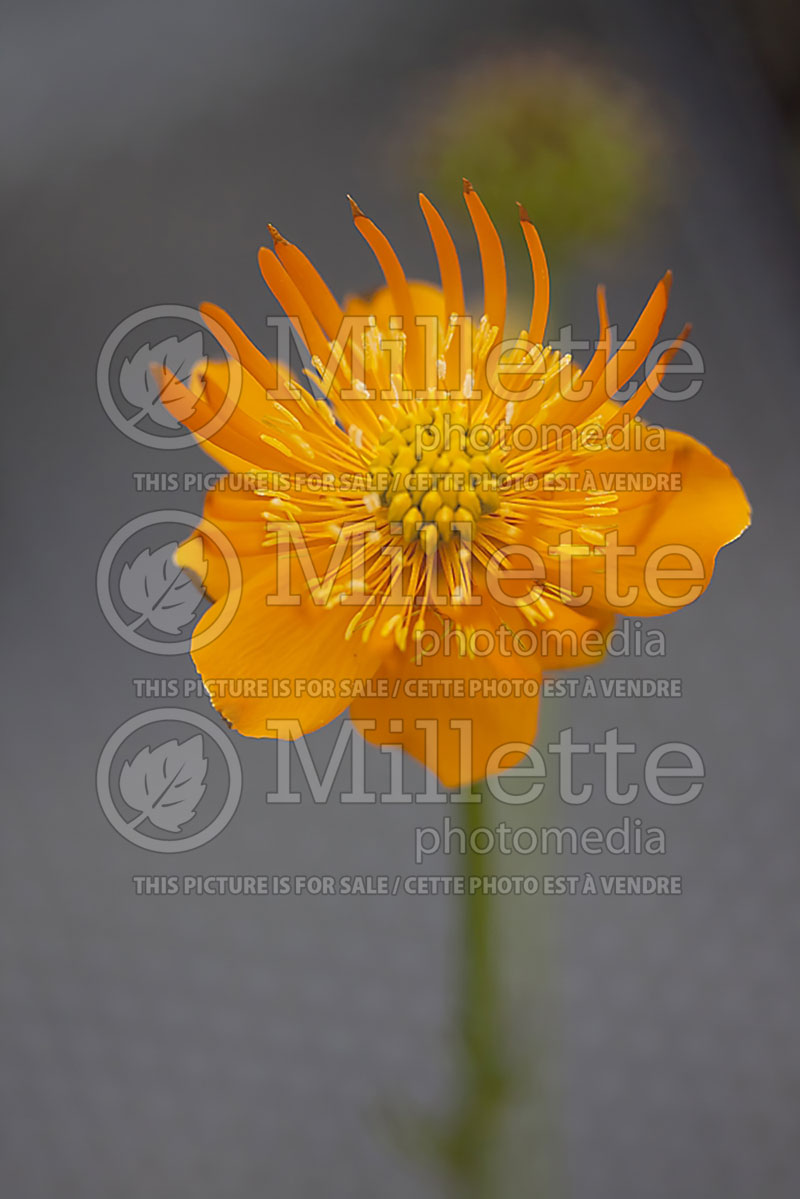 Trollius Golden Queen (Globe Flower) 3 