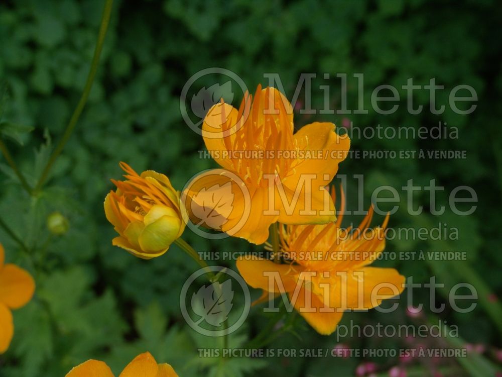 Trollius Golden Queen (Globe Flower) 1 