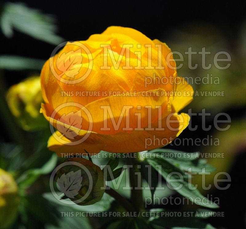 Trollius Golden Queen (Globe Flower) 4 