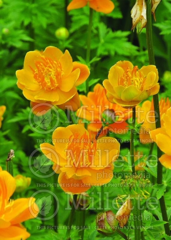 Trollius Golden Queen (Globe Flower) 5 