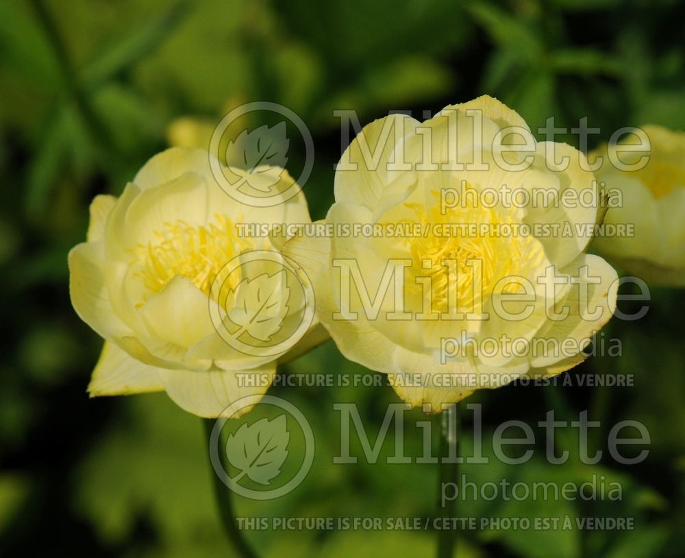 Trollius Alabaster (Globe Flower) 2 