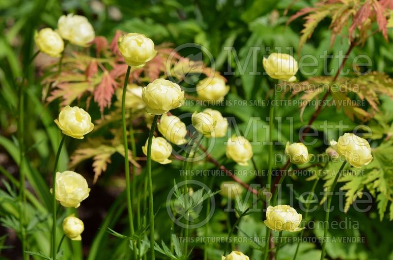 Trollius Cheddar (Globe Flower) 2 