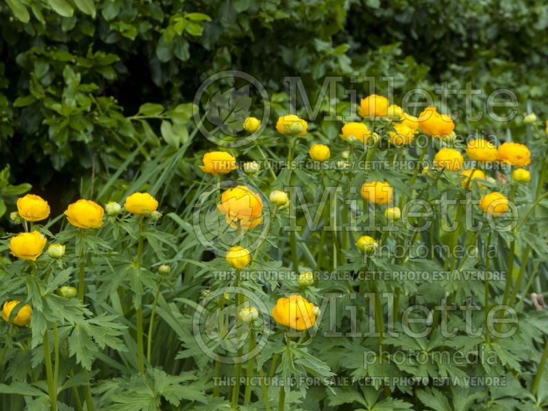 Trollius Orange Princess (Globe Flower) 3 