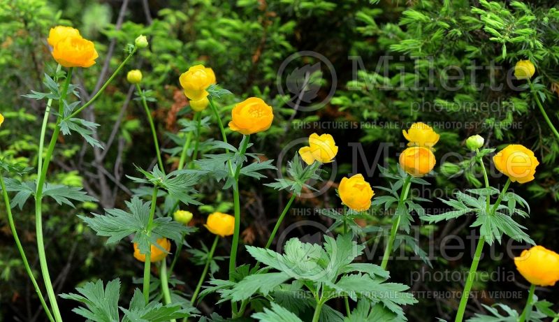 Trollius Orange Princess (Globe Flower) 2 