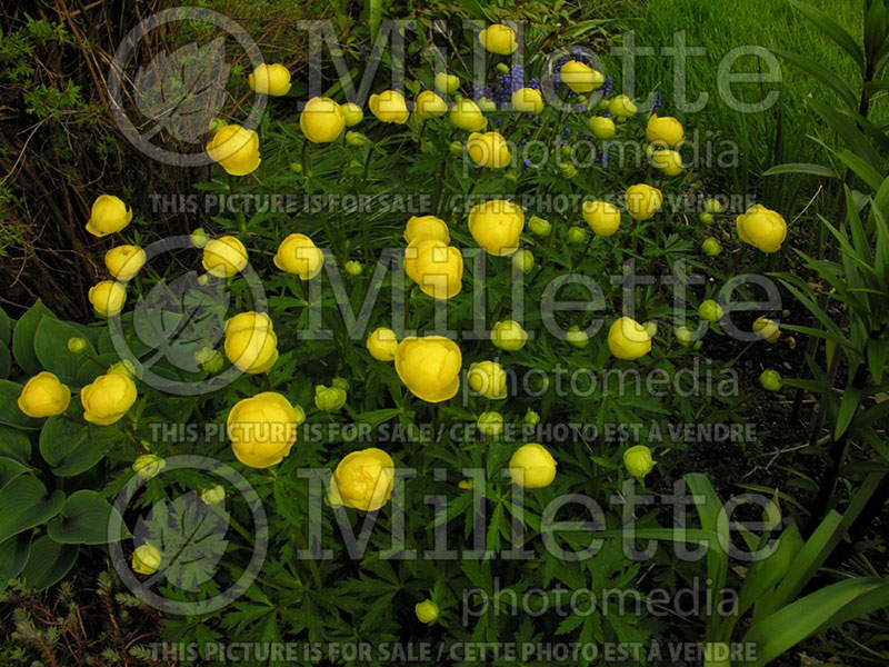 Trollius Superbus (Globe Flower) 1 