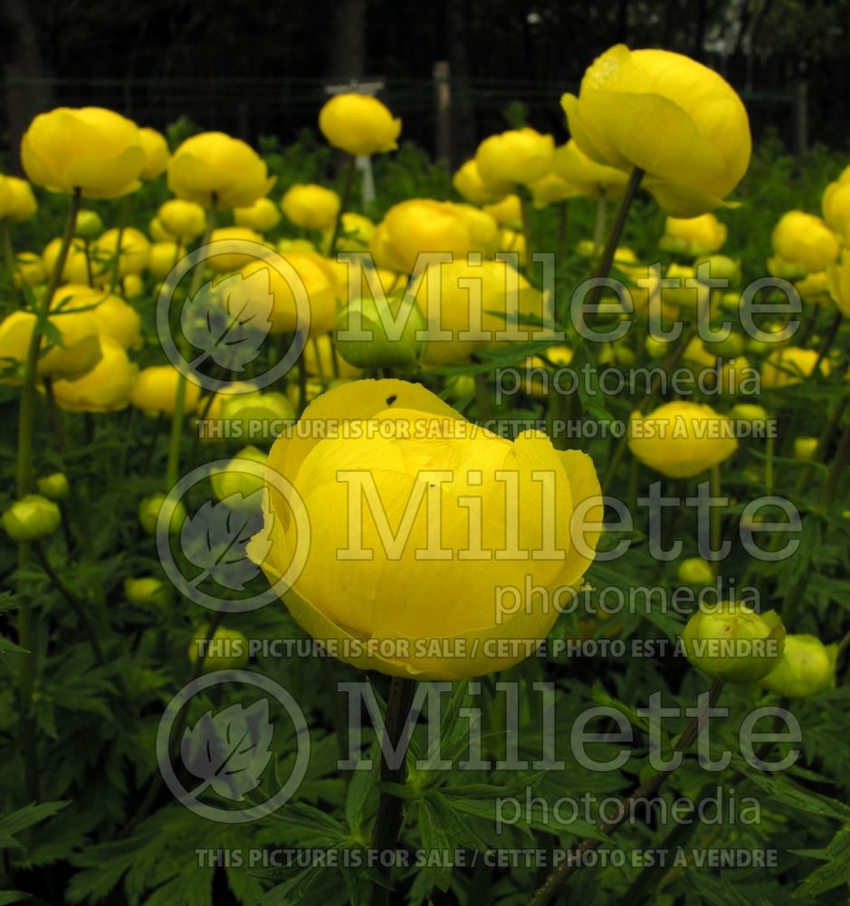 Trollius Superbus (Globe Flower) 2 