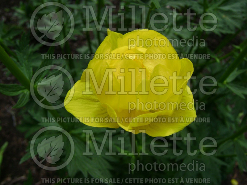 Trollius Lemon Queen (Globe Flower) 2 