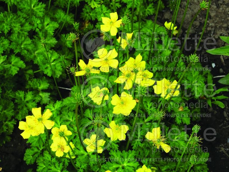 Trollius pumilus (Dwarf Globeflower) 1 