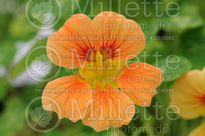 Tropaealum Alaska Apricot (Nasturtium) 1 