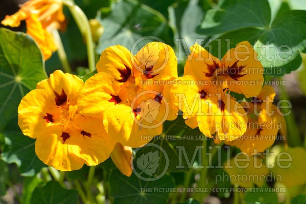 Tropaeolum Lady Bird (nasturnium Indian cress - capucine) 2