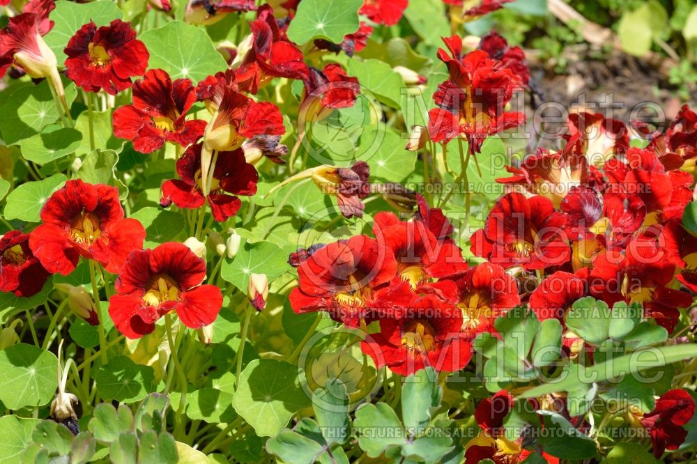 Tropaeolum Mahogany Jewel (Indian cress) 1  