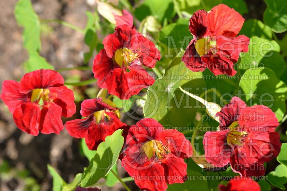 Tropaeolum Mahogany Jewel (Indian cress) 2