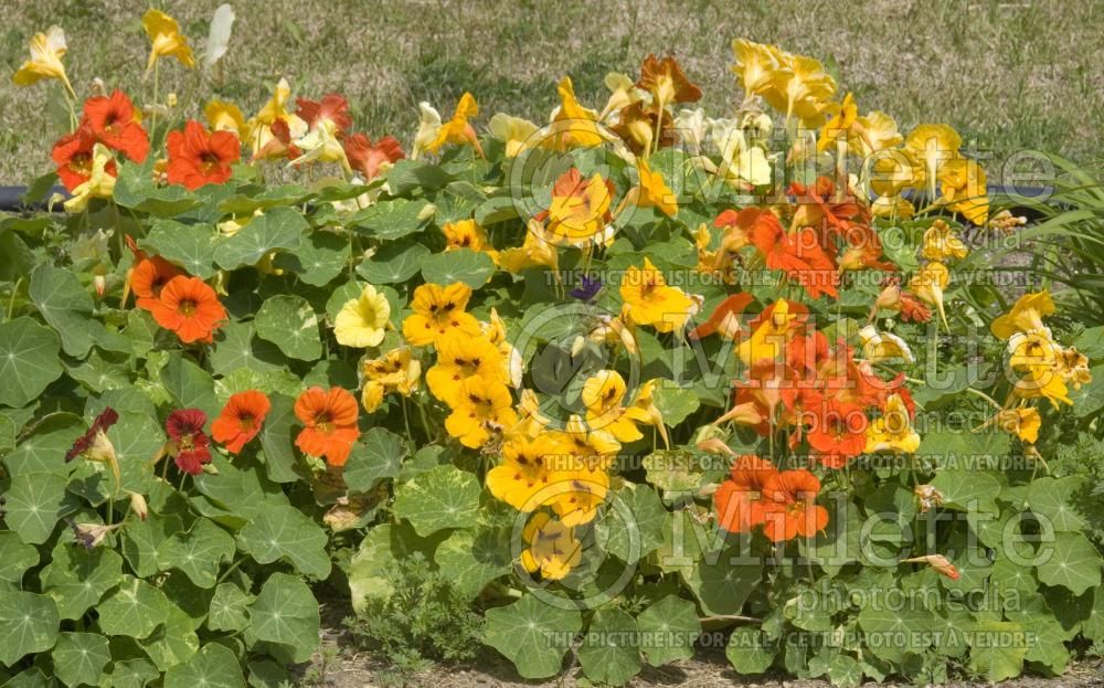 Tropaeolum Mix (nasturnium Indian cress - capucine) 2
