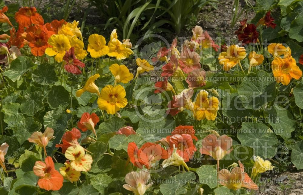 Tropaeolum Mix (nasturnium Indian cress - capucine) 3
