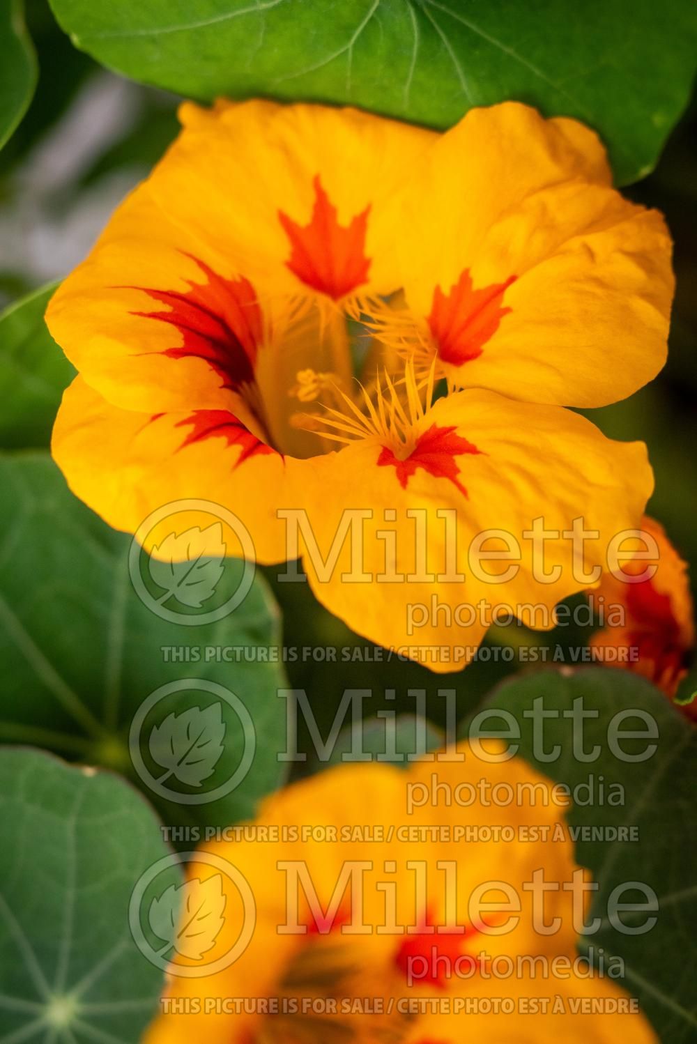 Tropaeolum Orange Blaze (Indian cress) 2