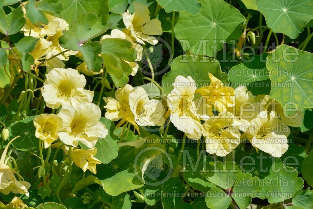 Tropaeolum Milkmaid (Indian cress) 1  