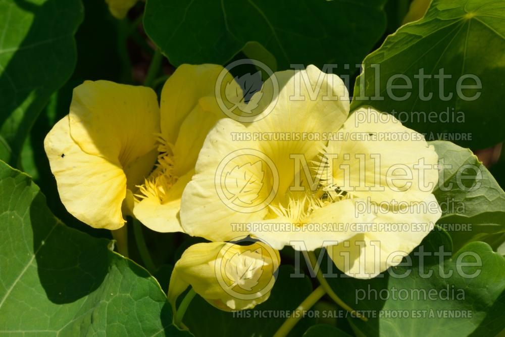 Tropaeolum Milkmaid (Indian cress) 2