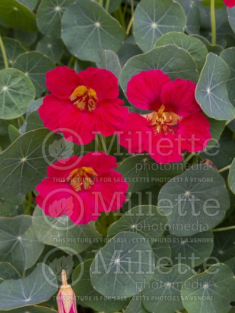 Tropaeolum Baby Rose (nasturnium Indian cress - capucine) 2  