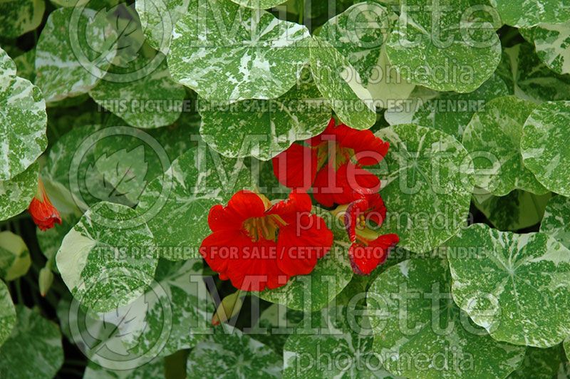 Tropaeolum Alaska (Nasturtium)  2