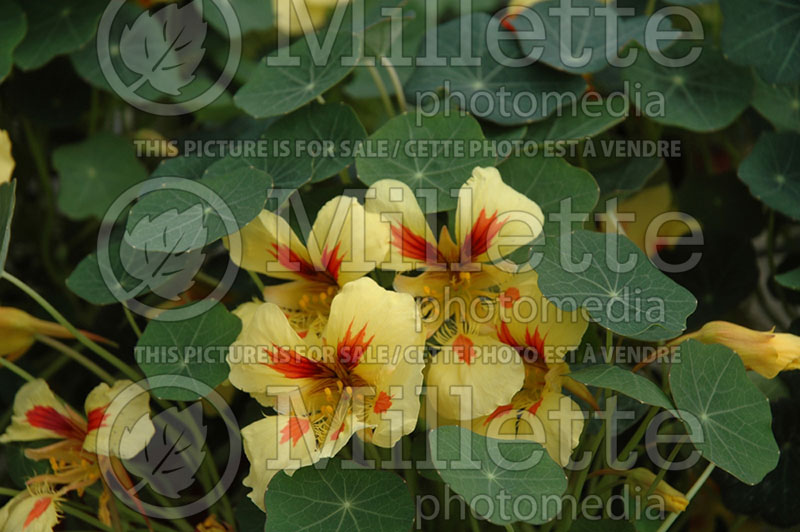 Tropaeolum Banana Split (Nasturtium) 1 