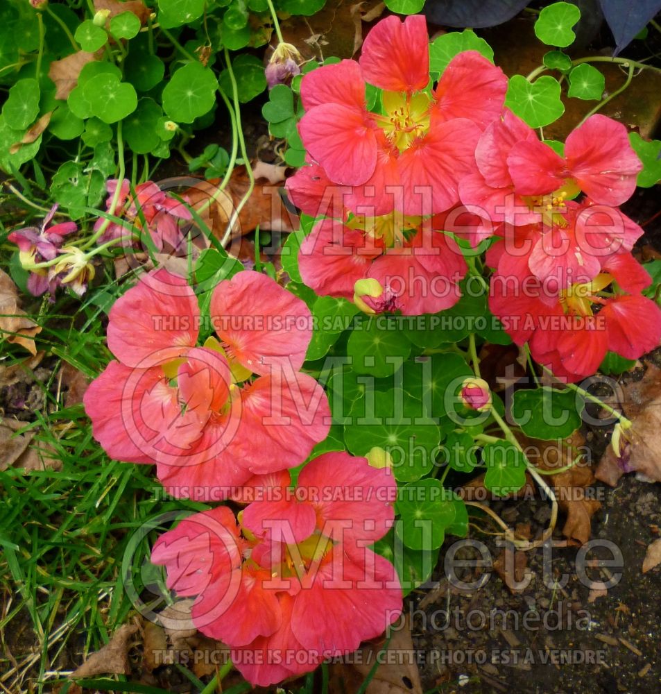 Tropaeolum Cherries Jubilee  (Indian cress) 1  