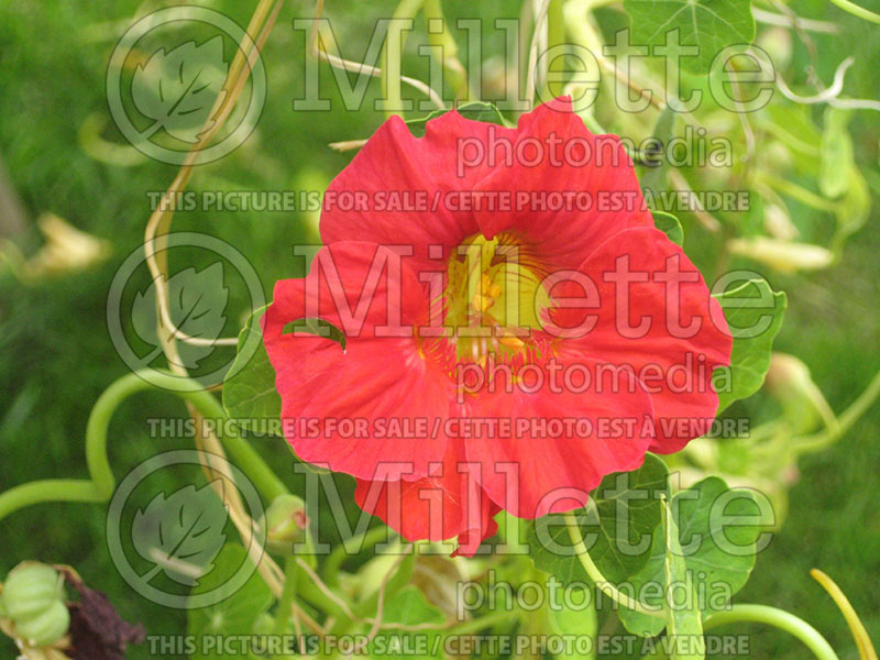 Tropaeolum Cherry Rose Jewel (Nasturtium) 1 