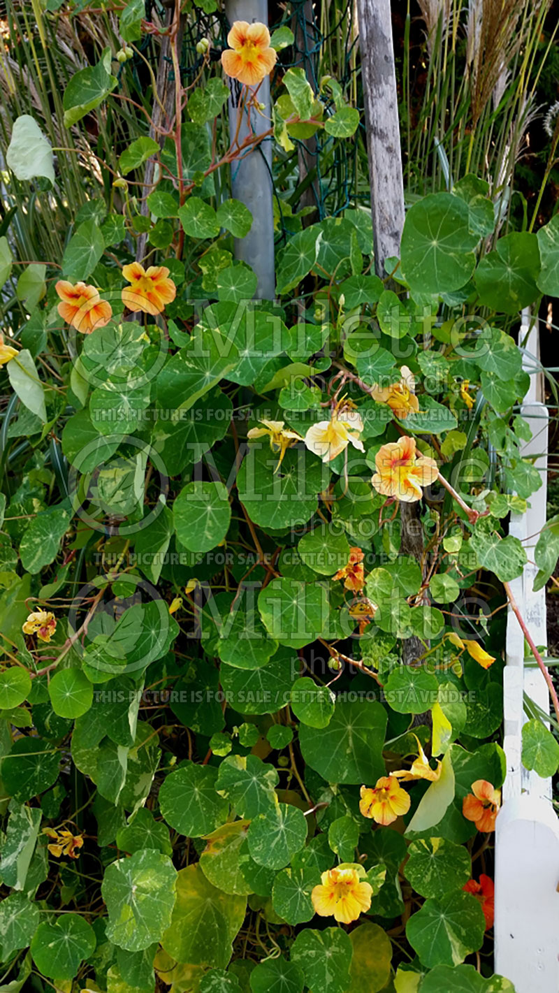 Tropaeolum Jewel of Africa (Indian cress) 1  