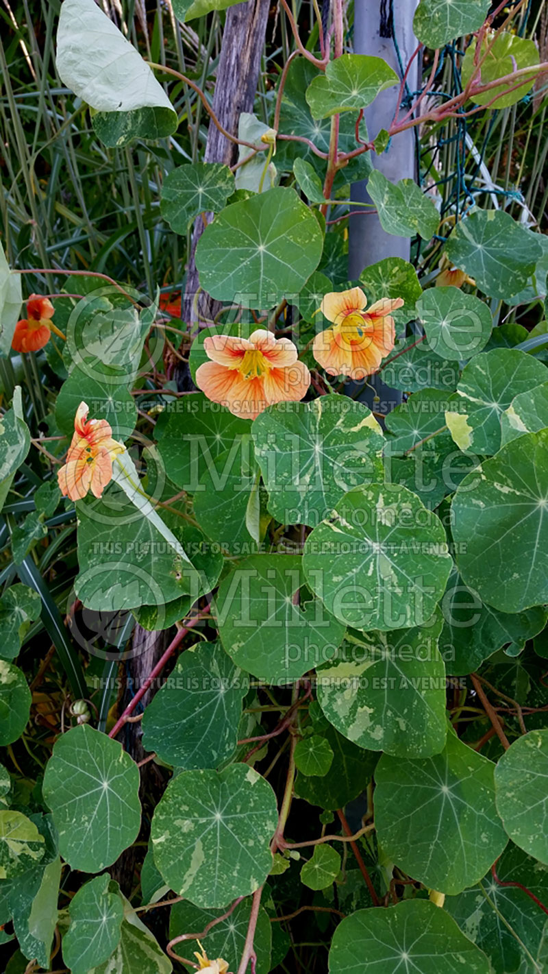 Tropaeolum Jewel of Africa (Indian cress) 2  