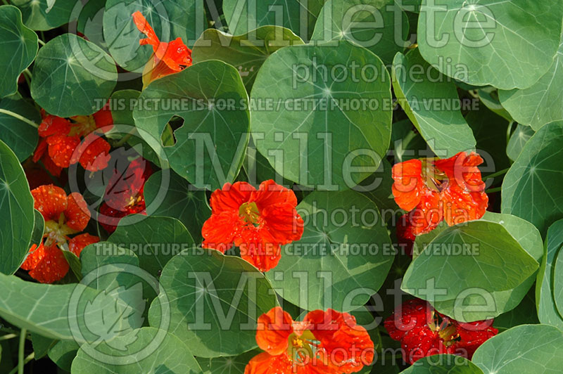 Tropaeolum Whirlybird Mixed (Nasturtium) 1 