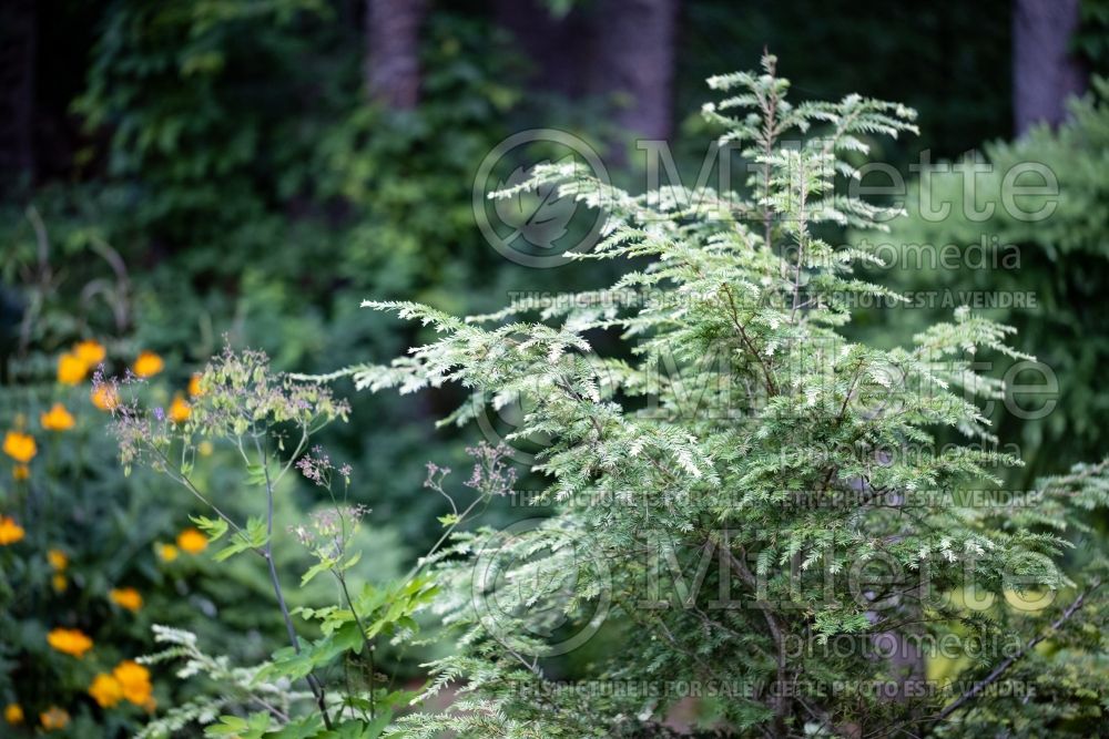 Tsuga Moon Frost (Canadian Hemlock Conifer) 11 