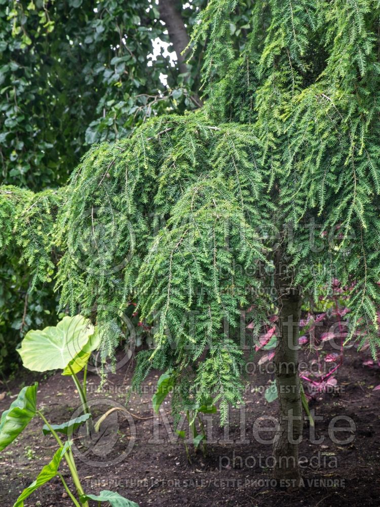 Tsuga Pendula aka Sargentii (Canadian Hemlock conifer) 5 