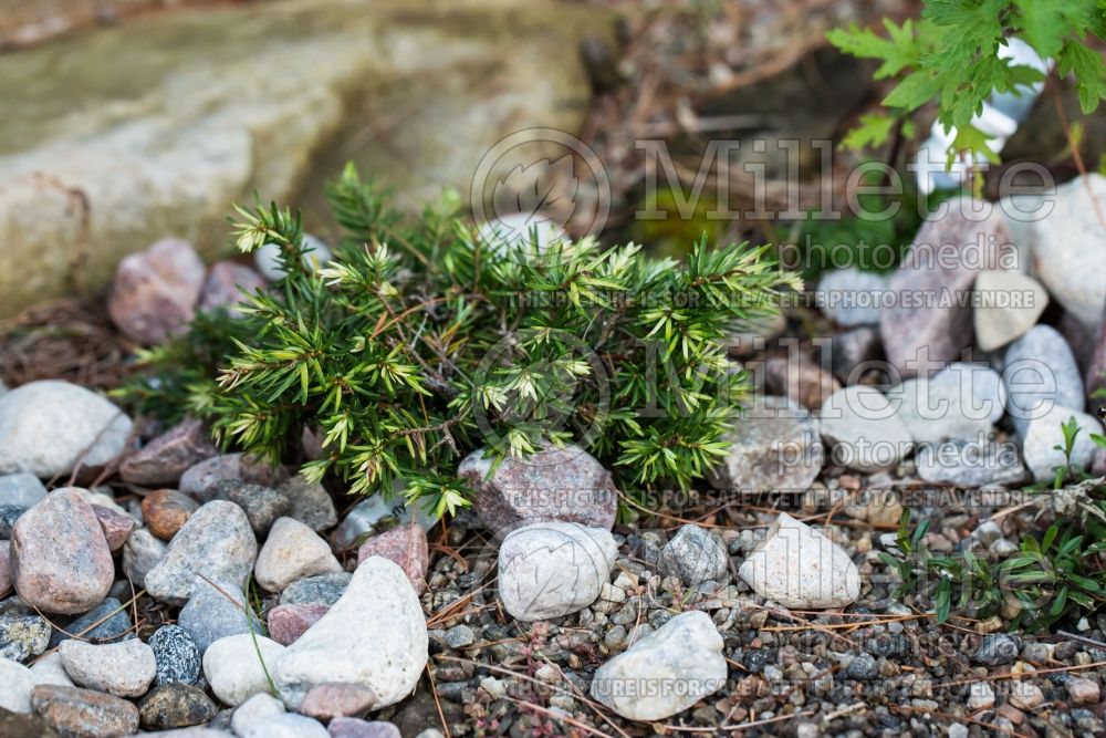 Tsuga Betty Rose (Canadian Hemlock Conifer) 2