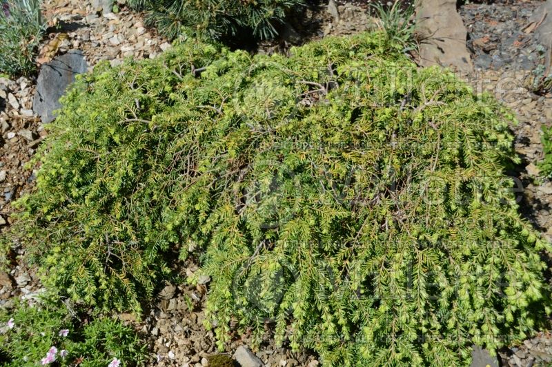 Tsuga Cole’s Prostrate (Canadian Hemlock conifer) 1 