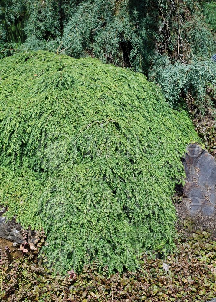 Tsuga Cole’s Prostrate (Canadian Hemlock conifer) 3 