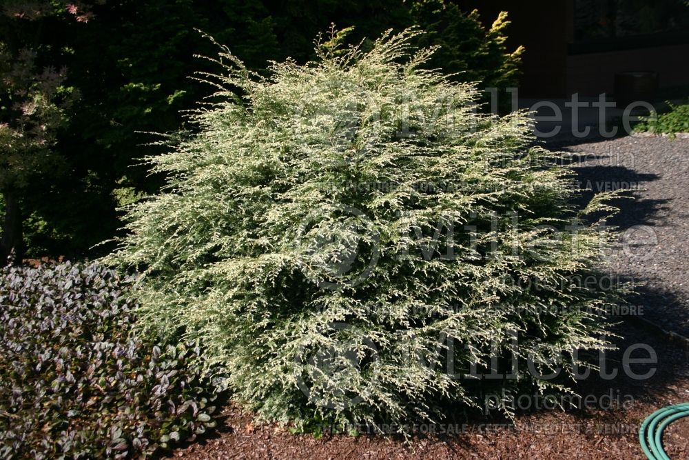 Tsuga Gentsch White (Canadian Hemlock conifer) 2 