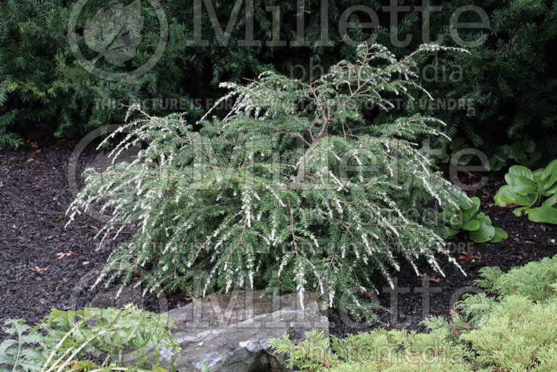 Tsuga Gentsch White (Canadian Hemlock conifer) 1 