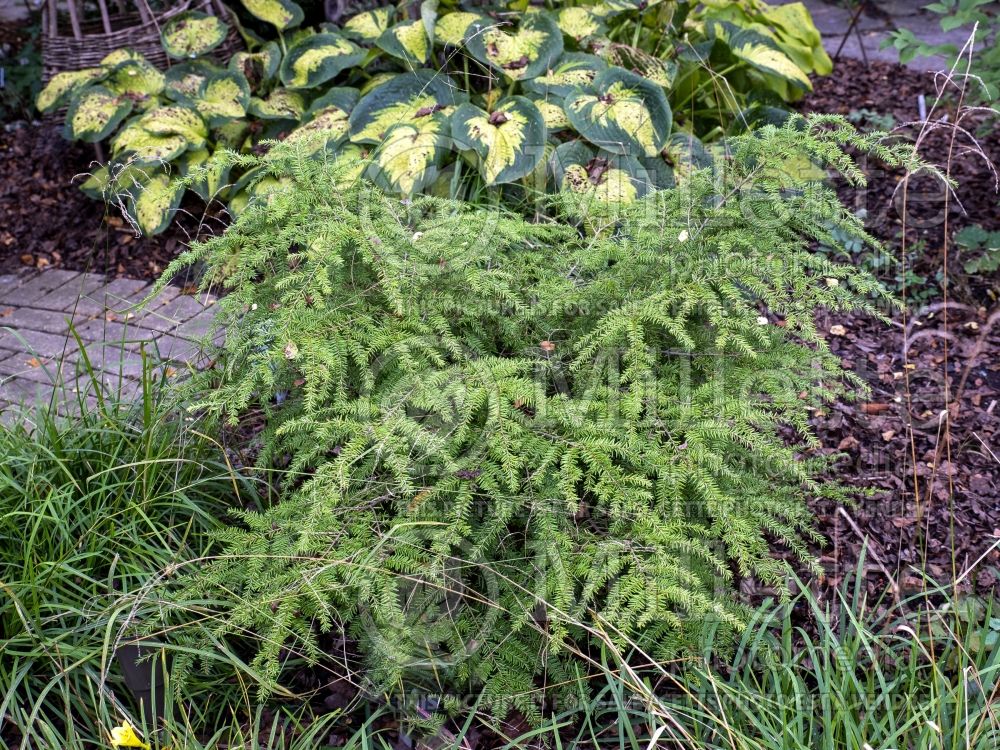 Tsuga Golden Duchess ( Hemlock conifer) 2 