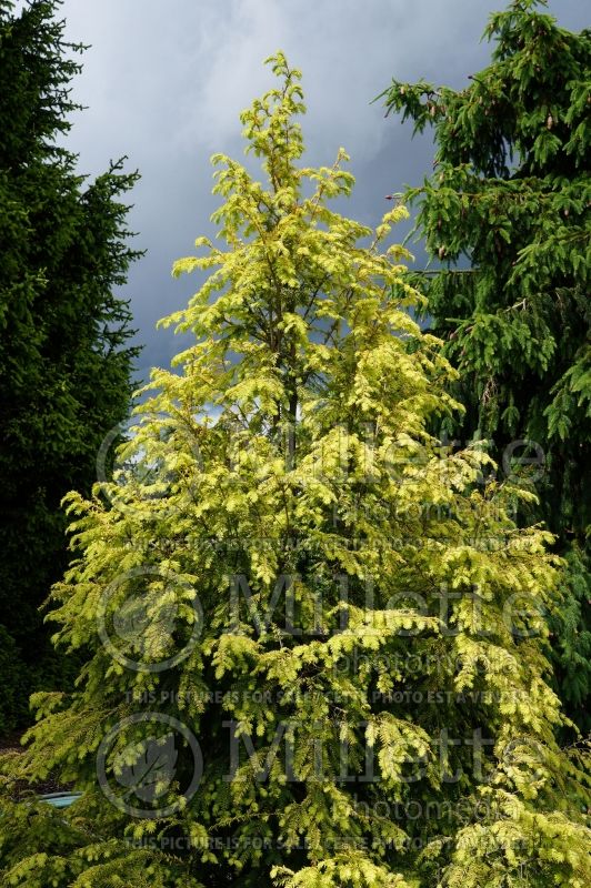 Tsuga Golden Splendor (Canadian Hemlock conifer) 1 