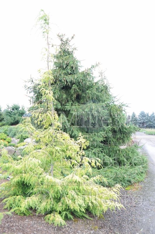 Tsuga Golden Splendor (Canadian Hemlock conifer) 2 