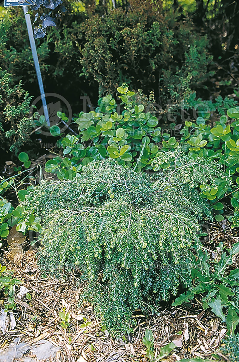 Tsuga Gracilis (Canadian Hemlock conifer) 1 