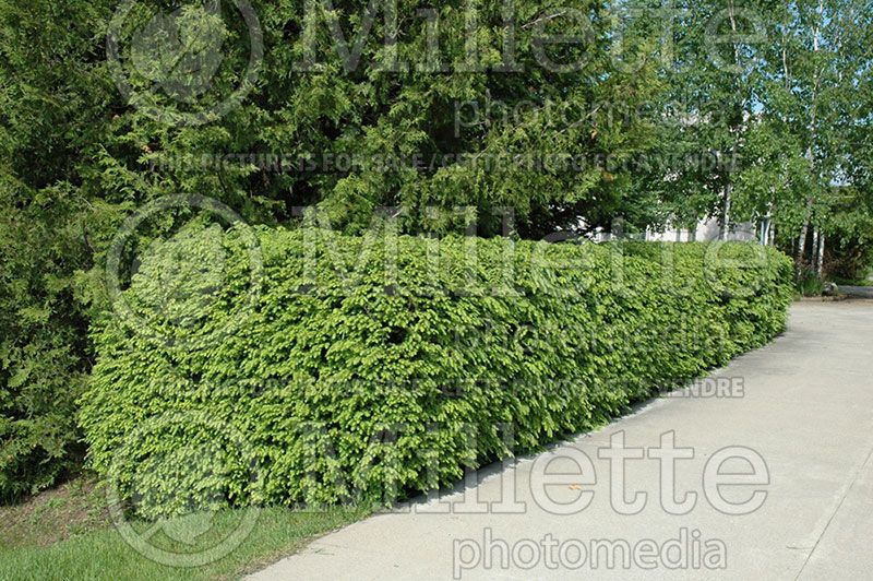 Tsuga canadensis (Hemlock conifer)  2