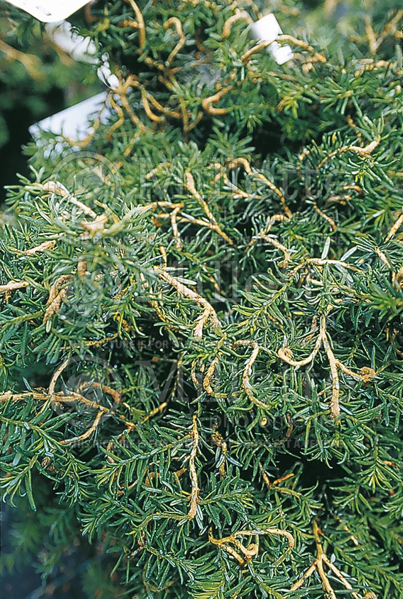 Tsuga Horsford Contorted (Canadian Hemlock Conifer) 1 